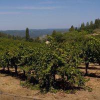 Lava Cap Winery