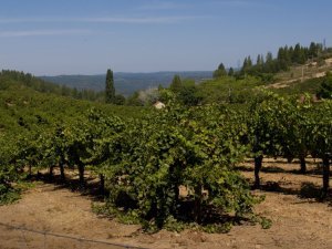El Dorado County Wineries