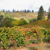 El Dorado County Wine